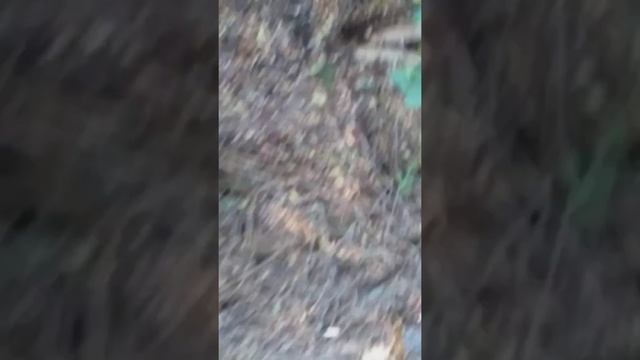 18 11 2020 clitocybe geotropa e galletti (4) смотреть онлайн