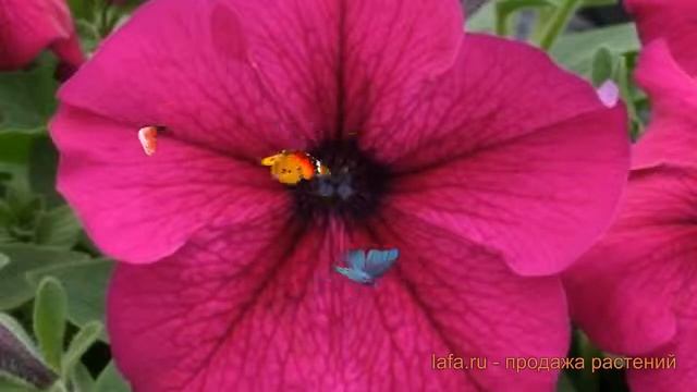 Петуния грандифлора Призм Руби (prizm rubi) ? обзор: как сажать, семена петунии Призм Руби смотреть онлайн