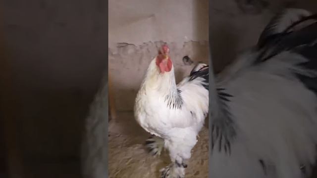 Светлый брама смотреть онлайн