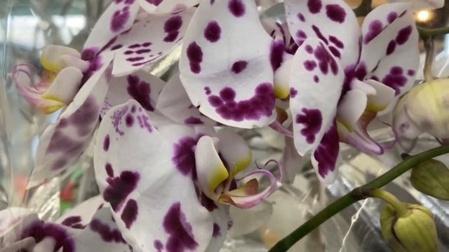 Прелестные орхидеи в Леруа Мерлен город Новокузнецк.???