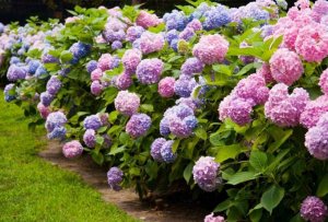 Гортензия РЕЛАКС АРТ-ТЕРАПИЯ ИМПРОВИЗАЦИЯ композитор Виктор Анохин #музыка #piano #цветы #bossanova