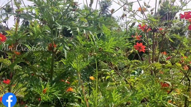 COSMOS PLANTING CARE TIPS|കോസ്മോസ് ചെടി പരിപാലനം