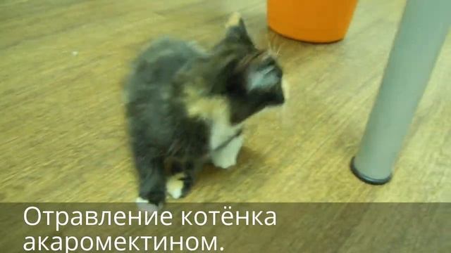Отравление котёнка акаромектином. смотреть онлайн