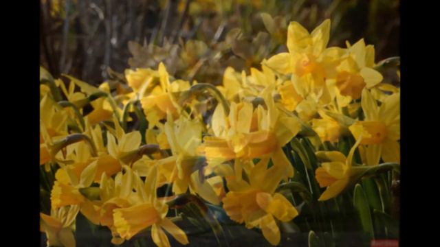 Нарцисс смотреть онлайн