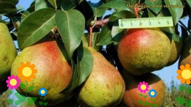 Груша обыкновенная Академическая. Краткий обзор, описание Pyrus Communis Akademicheskaia