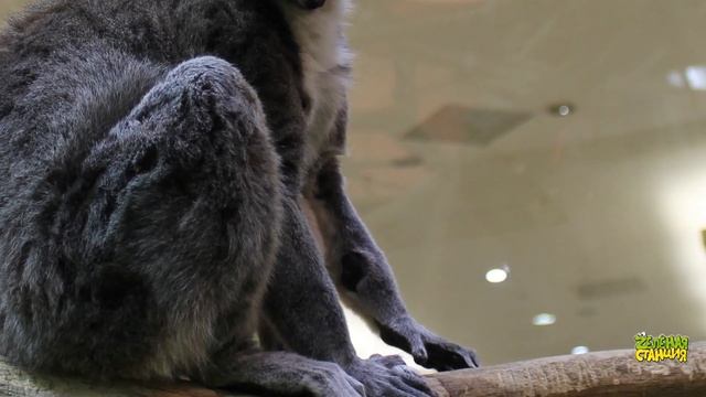 По следам кошачьего лемура | "ZелёнаяСтанция" смотреть онлайн