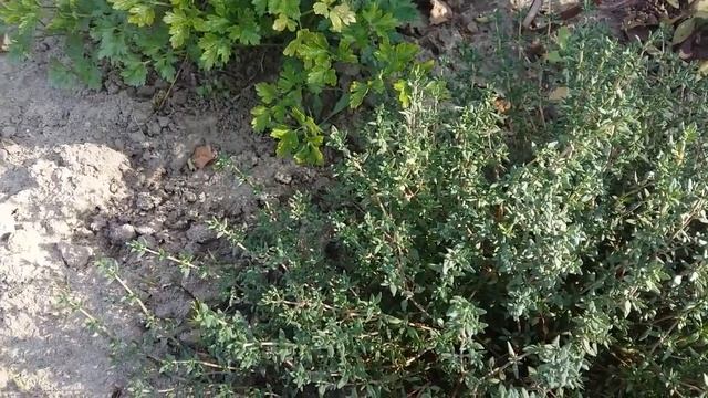 Чай с чабрецом - полезные свойства и противопоказания. смотреть онлайн