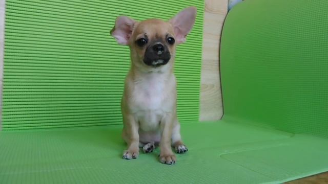 ПРОДАН - МАРИ МИСТИК РОККИ ЧИЛИ ПЕППЕР - 3 МЕСЯЦА #ПРОДАЮЩЕНКАЧИХУА ( ПИТОМНИК 