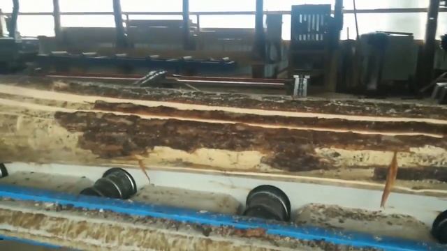 Бревнопильный станок Walter TD 450 KBA с кантователем и приемным столом. Видео работы на лесопилке смотреть онлайн