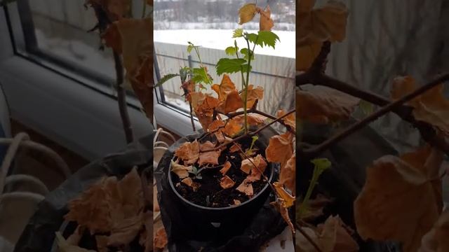Виноград на подоконнике. смотреть онлайн