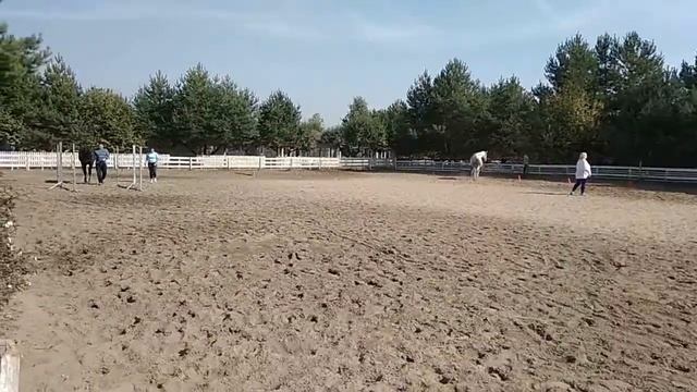 Бизнес-тренинг c лошадьми «Лидерство и команда» смотреть онлайн