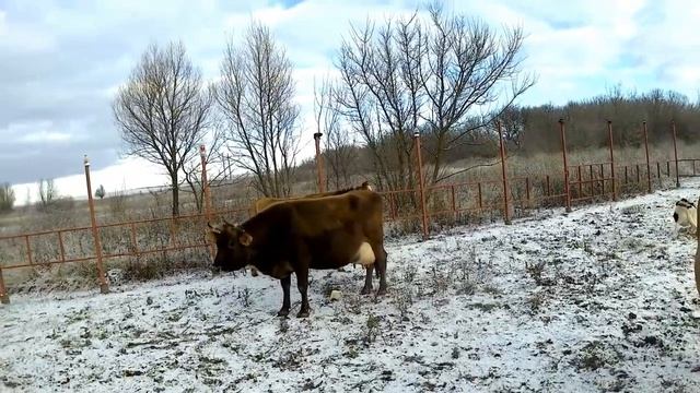 Во сколько обходится содержание коровы смотреть онлайн