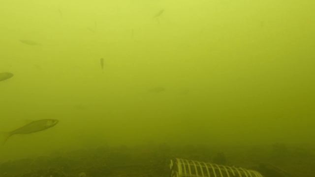 Рыбалка последний лёд. Рыбалка зимняя. Подводя съёмка. травянское водохранилище. Рыбалка 2020. Рыб смотреть онлайн