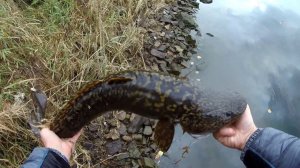 Ловля налима. Осенняя ловля налима на живца