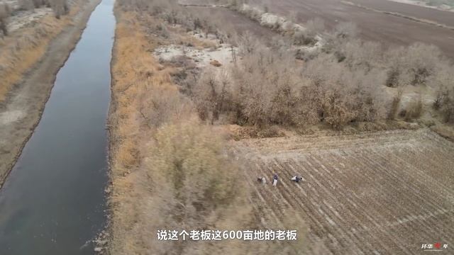 【环华十年】实拍新疆采棉工的一天（下）没有强迫劳动，人人都抢着干活！