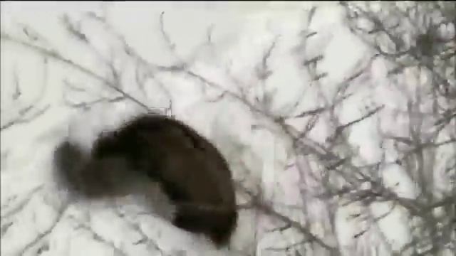 Бои животных Зубр vs волк смотреть онлайн