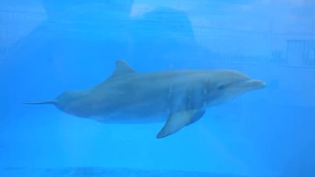 Visit to Marineland Oceanarium in Marineland, Florida смотреть онлайн