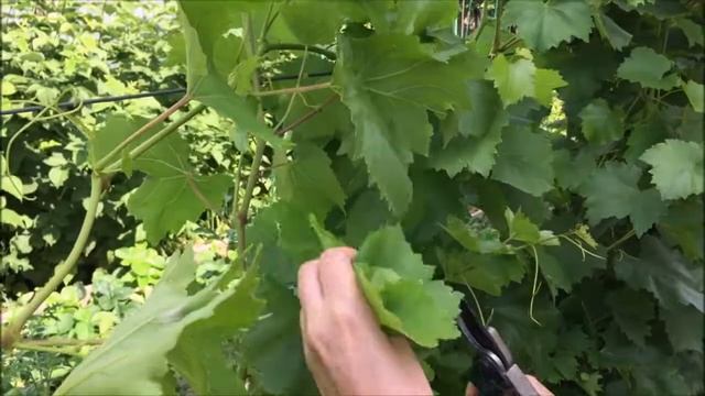 Что делать с виноградом летом/ Мой сад и огород смотреть онлайн