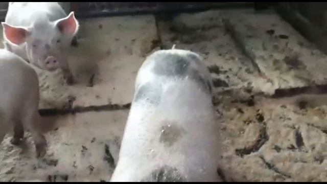 видио от подписчика, свиньи породы пьетрен, обзор советских свиноферм смотреть онлайн