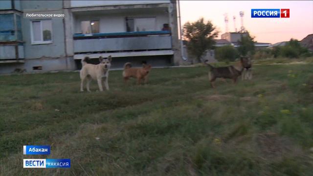 Чипированная собака покусала ребёнка в Красном Абакане смотреть онлайн