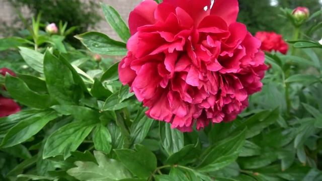 пион Геркулес. - Горобец В.Ф., 2010, Украина. смотреть онлайн