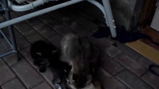 Как моют котят смотреть онлайн