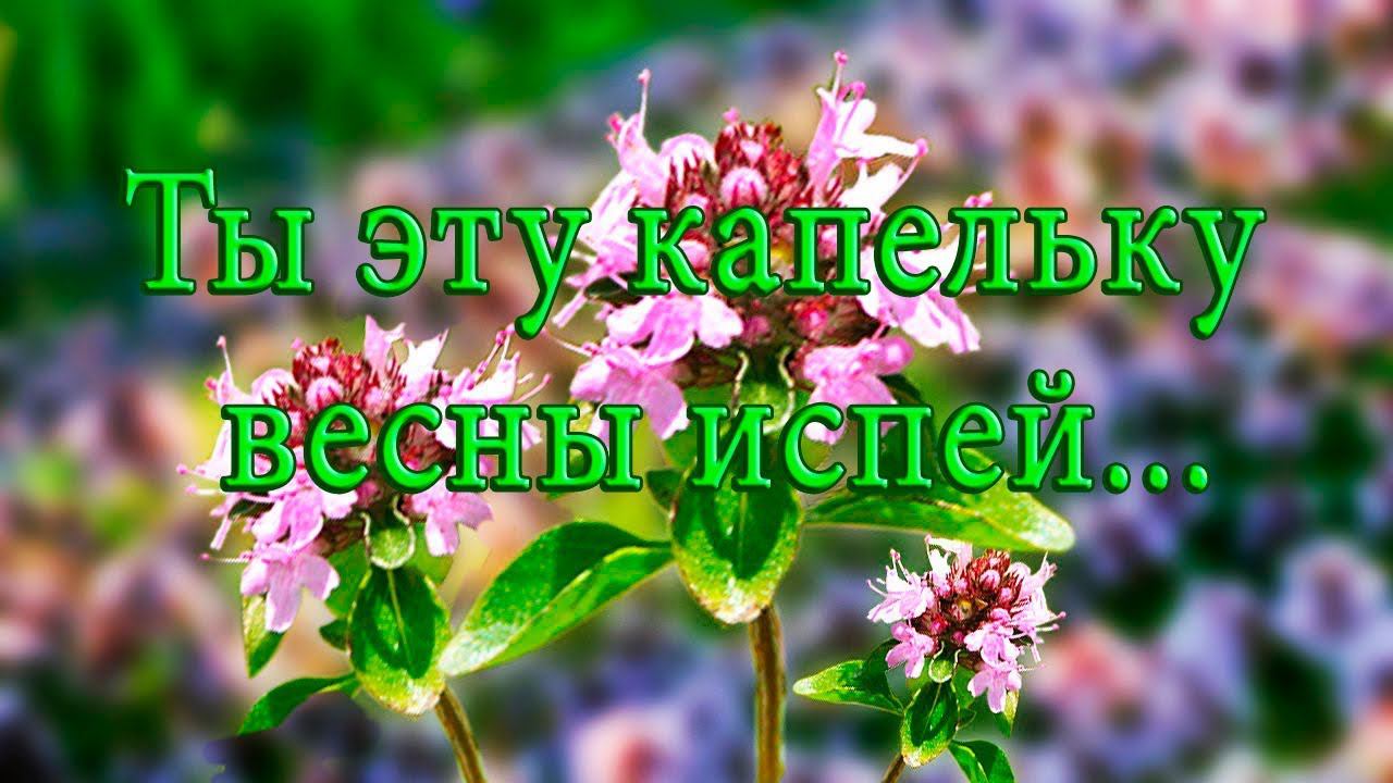 Ты эту капельку весны испей*  Мой сад