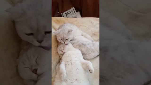 Кошачья забота