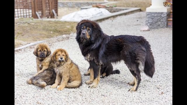 Топ-5 самых дорогих пород собак (правдиво) смотреть онлайн