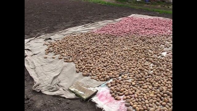 Посадка картофеля, часть 1. Подготовка почвы и семян. смотреть онлайн