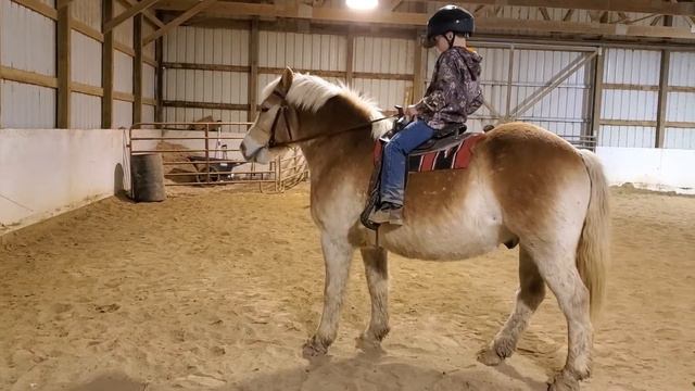 12 year old Haflinger Dale ridden by our grandson - horse for sale смотреть онлайн