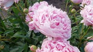 Пион сорта Сара Бернар.   Куст пиона в начале цветения.  Конец июня 2021 год.