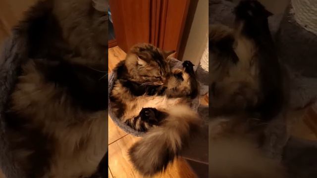 Когда выросла, но без любимого гамака жизни нет 😸 смотреть онлайн