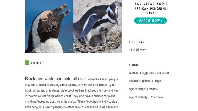 Virtual Zoo’s смотреть онлайн