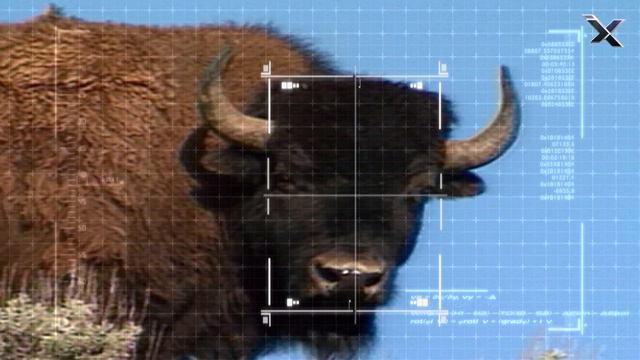 Largest Land Mammal in North America: American Bison смотреть онлайн