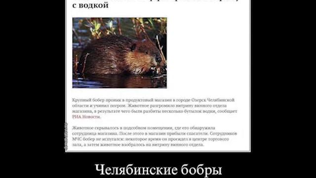 Бобры приколы! Приколы с бобрами!! смотреть онлайн