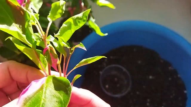 Комнатные цветы/ Альтернантера/ Уход и размножение смотреть онлайн