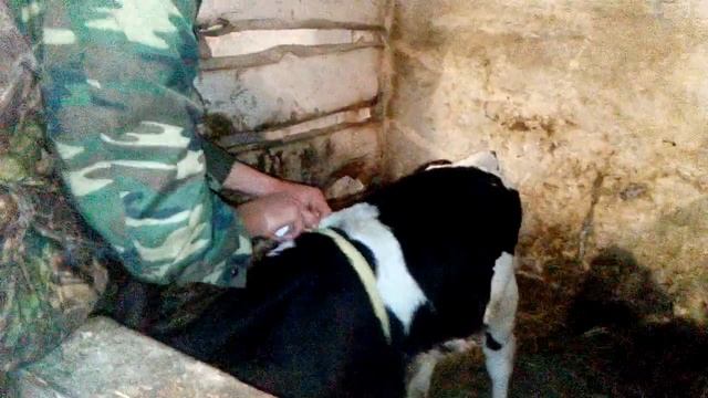 Теленок черно-пестрой породы в месяц// наш Гаврик))) смотреть онлайн