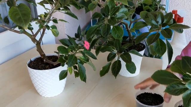 BAKIMI EN KOLAY ÇİÇEK,HER EVE LAZIM,CAM GÜZELİ BAKIMI,ÇOĞALTILMASI,İMPATİENS WALLERİANA,BUSY LİZZİE смотреть онлайн