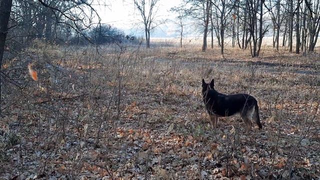 Первый мороз! Не ждали...Прогулка к реке. Даша не расстроилась. СТИХиЯ! смотреть онлайн