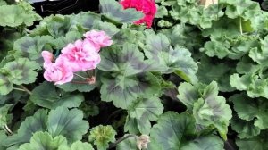 #367.Розоцветковая пеларгония-ТА-Марокканская Принцесса! Начало цветения,описание сорта.