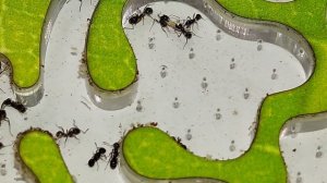 МУРАВЬИ ЖНЕЦЫ - чем они занимаются в муравьиной ферме