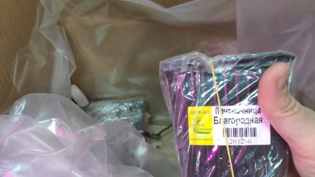 Распаковка посылки с саженцами (фирма "Садко" сезон 2020) смотреть онлайн