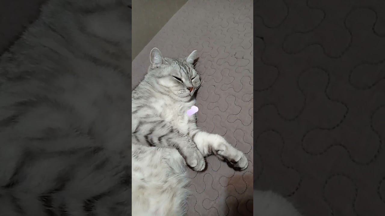 Кого ты спасёшь? #shorts смотреть онлайн