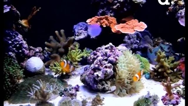 Гость в кафе акваскейпер Михаил Ошоров смотреть онлайн