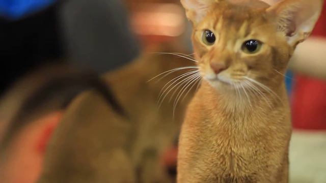 Инфокот-2012. Абиссинская кошка смотреть онлайн