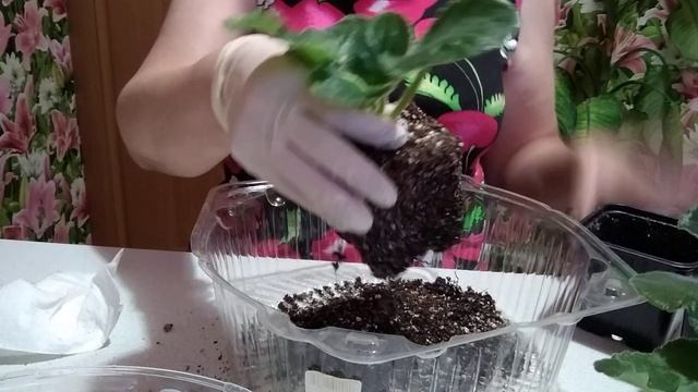 Что же делать дальше, фиалки после цветения смотреть онлайн