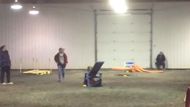 Saluki Ash novice standard 2/14/16 смотреть онлайн