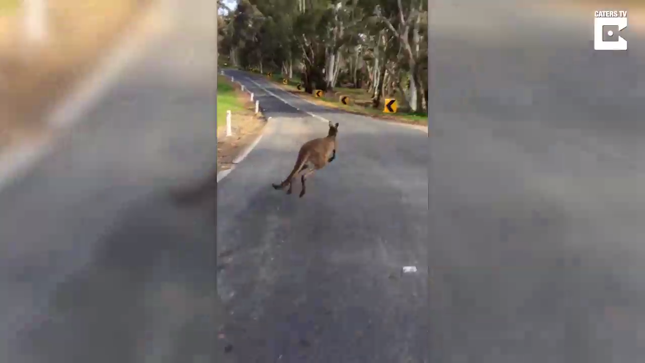 Кенгуру составил компанию велосипедстам смотреть онлайн