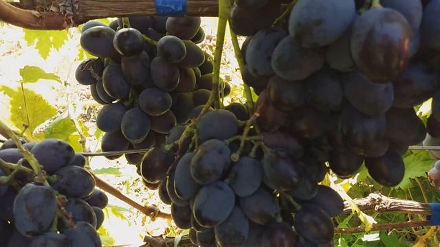 Сорт винограда "Атаман Павлюк". Первое плодоношение. смотреть онлайн